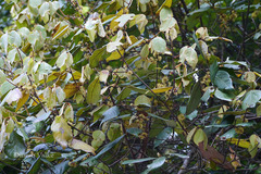 Actinodaphne angustifolia